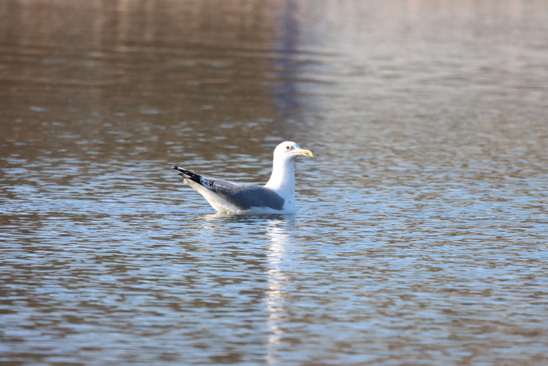 016 Steppenmöwe (Larus cachinnans), Ümminger See.JPG