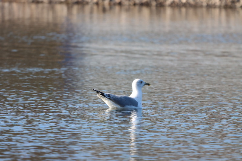 016a Steppenmöwe (Larus cachinnans), Ümminger See.JPG