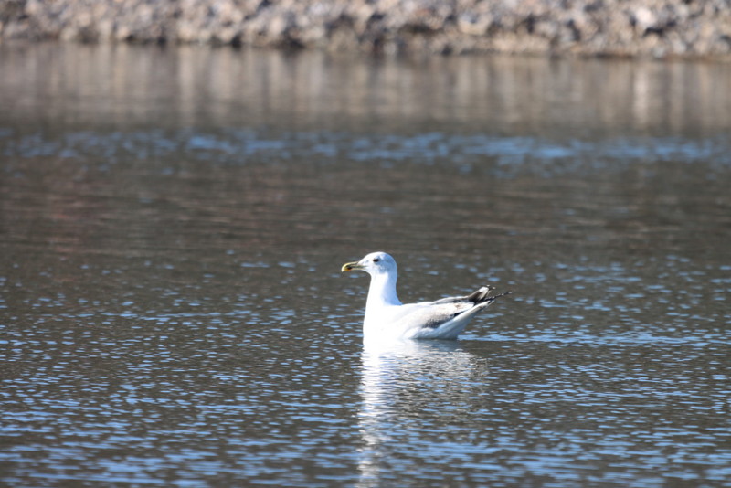 016b Steppenmöwe (Larus cachinnans), Ümminger See.JPG