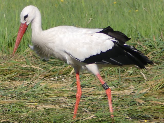 storch.jpg
