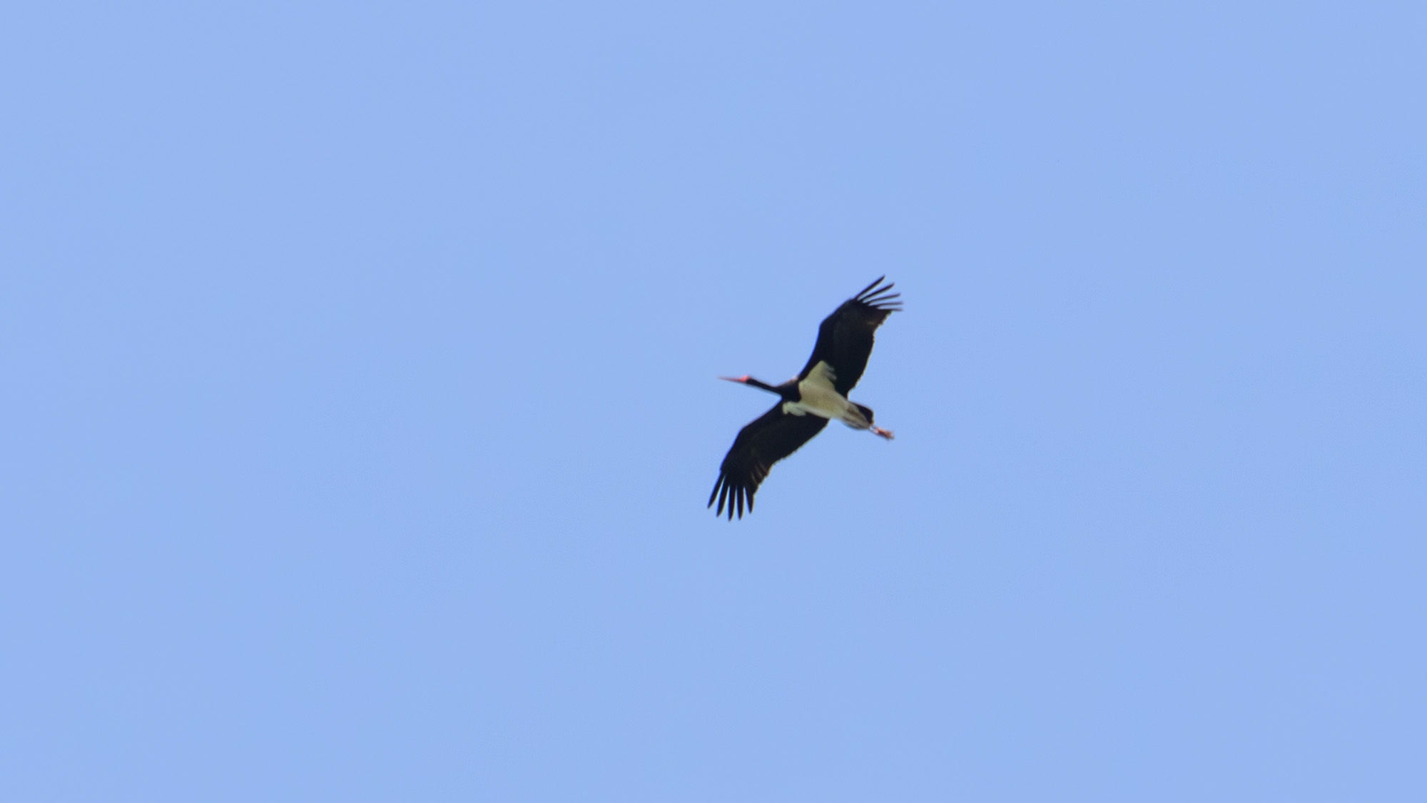IMG_8926.jpg