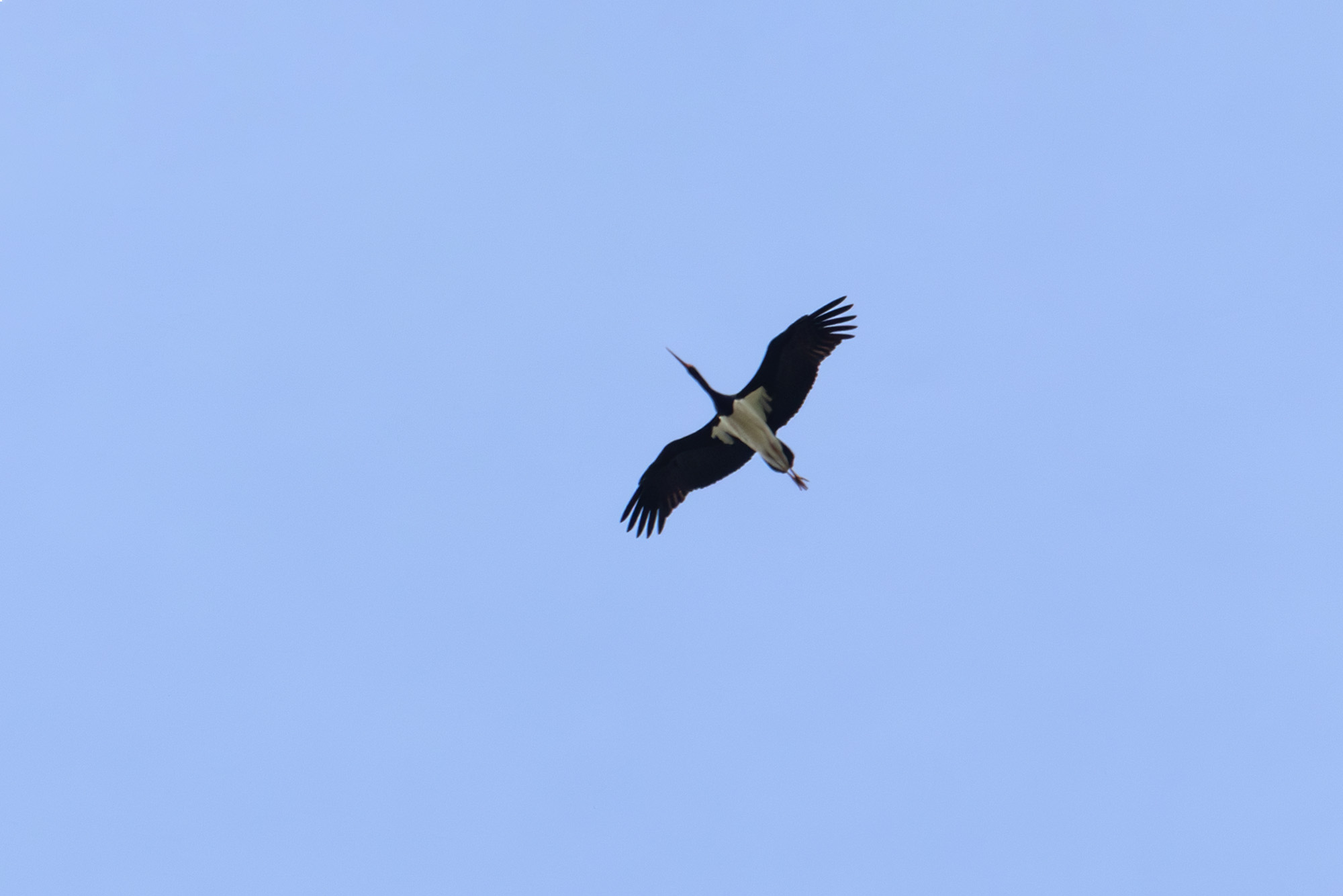 IMG_8930.jpg
