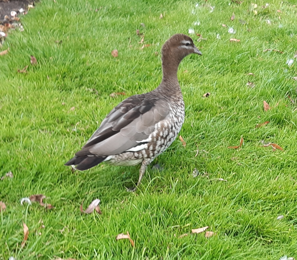 Gans oder Ente.jpg