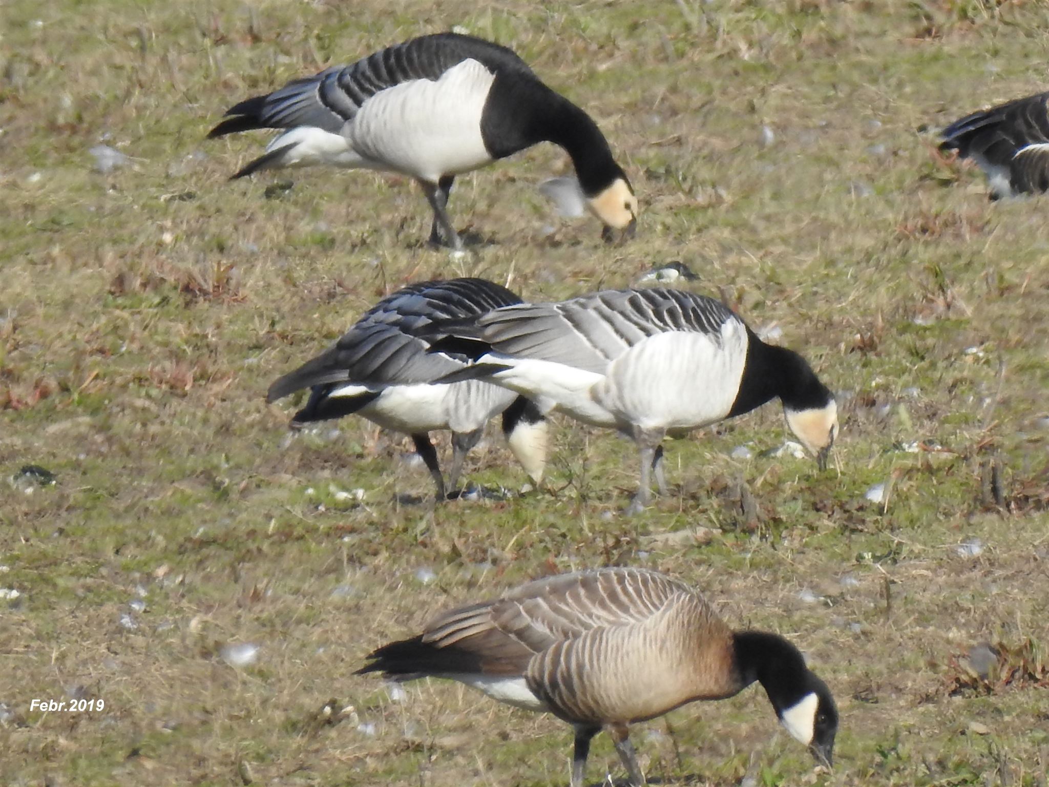 zwergkan-niederrhein-febr2019 1206_1.jpg