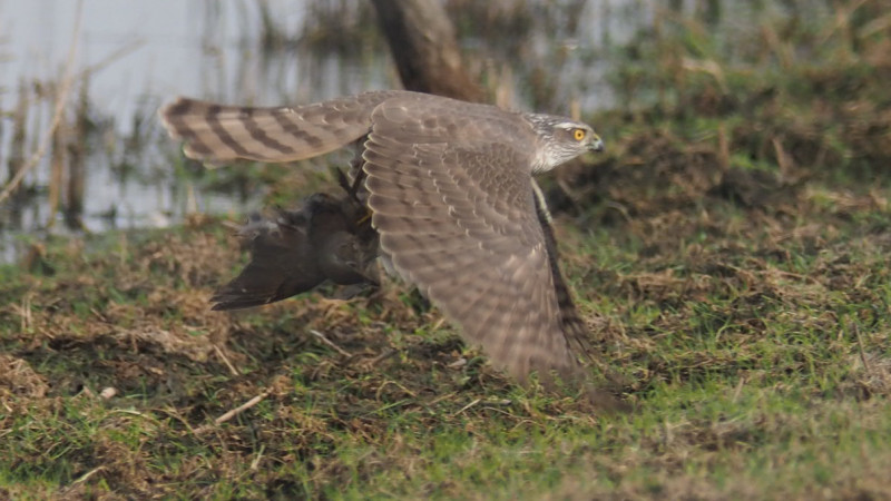 P4101455.jpg
