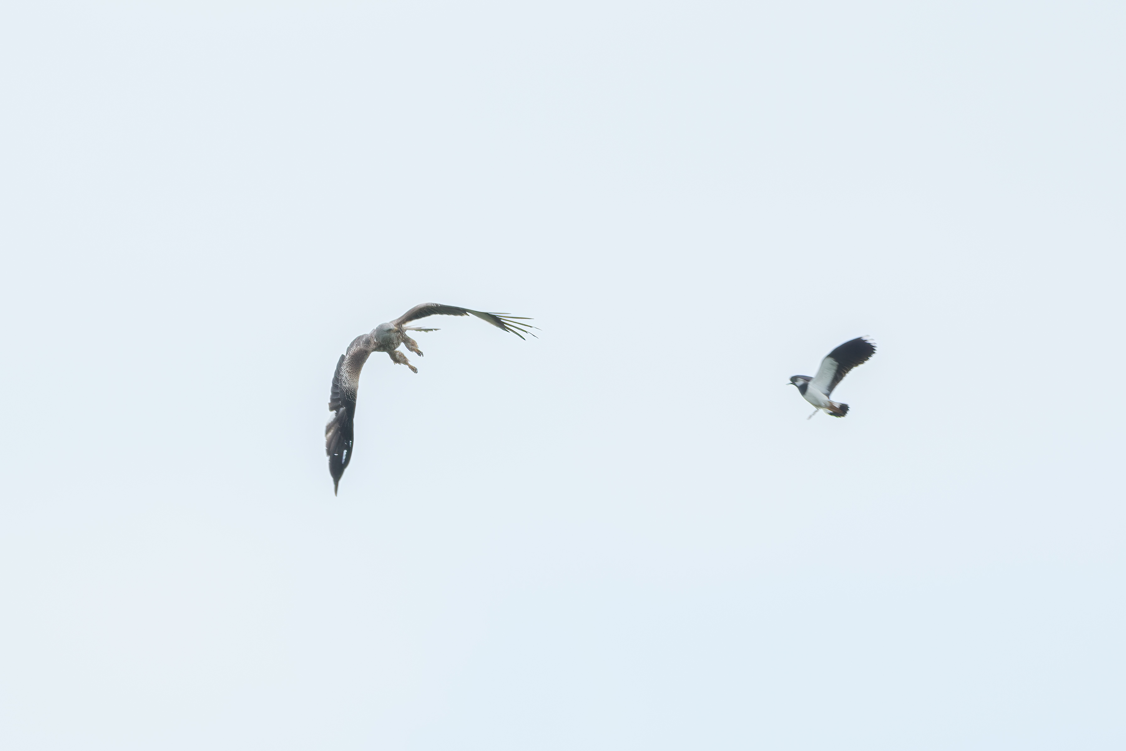 20240504_135329_X-T5_DSCF2544-Verbessert-RR-Bearbeitet_birdnet_forum.jpg
