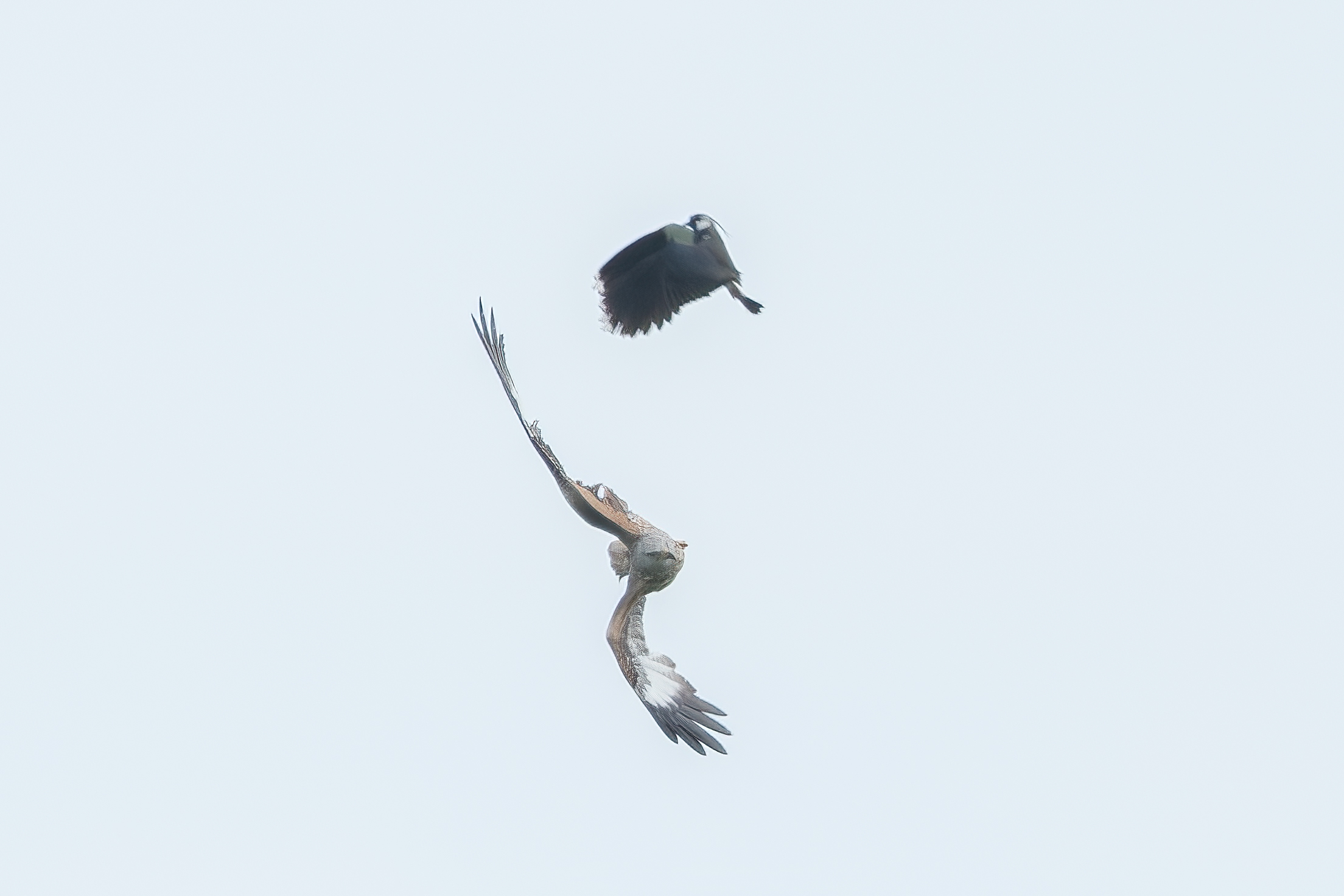 20240504_135329_X-T5_DSCF2545-Verbessert-RR-Bearbeitet_birdnet_forum.jpg