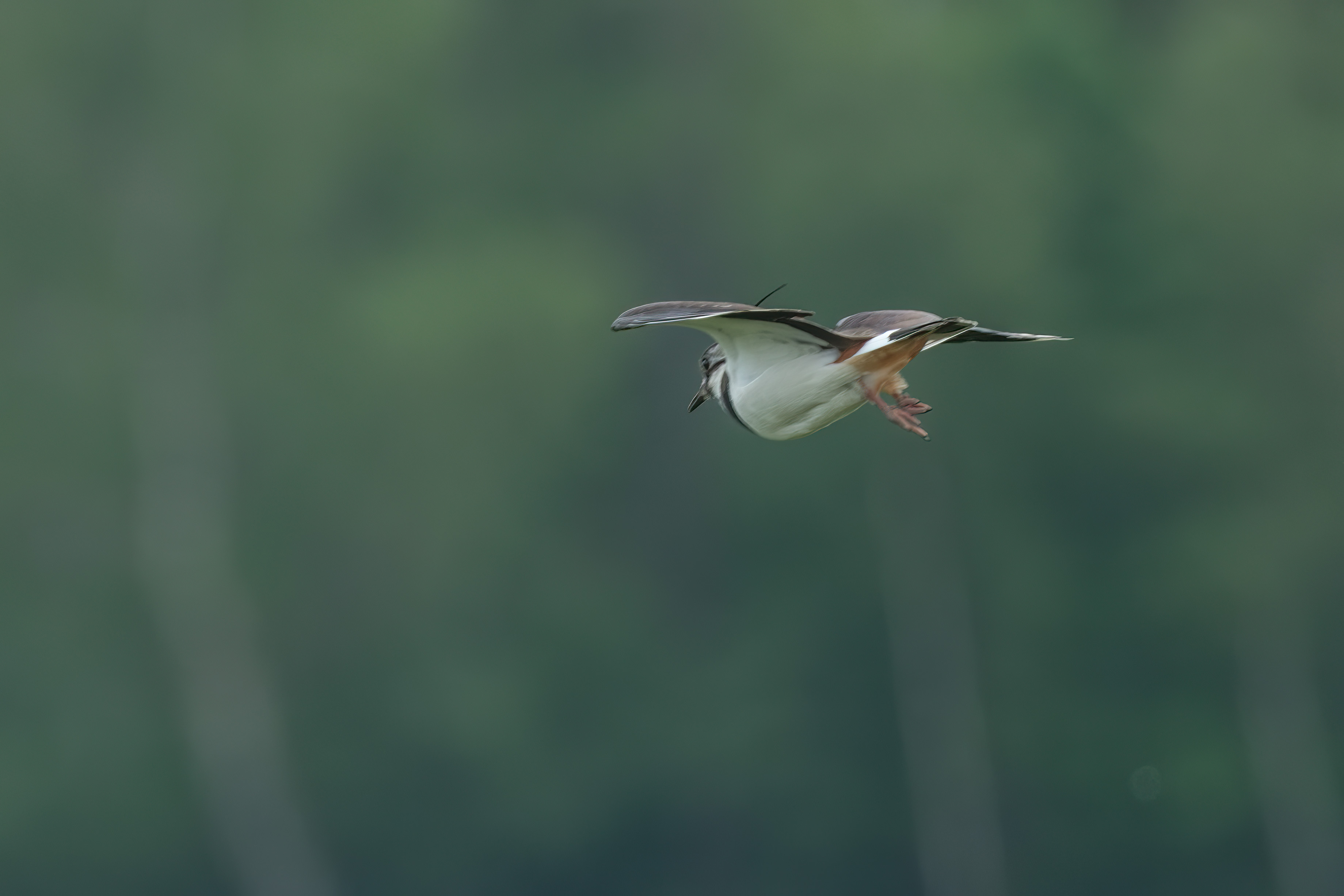 20240504_135355_X-T5_DSCF2653-Verbessert-RR-Bearbeitet_birdnet_forum.jpg