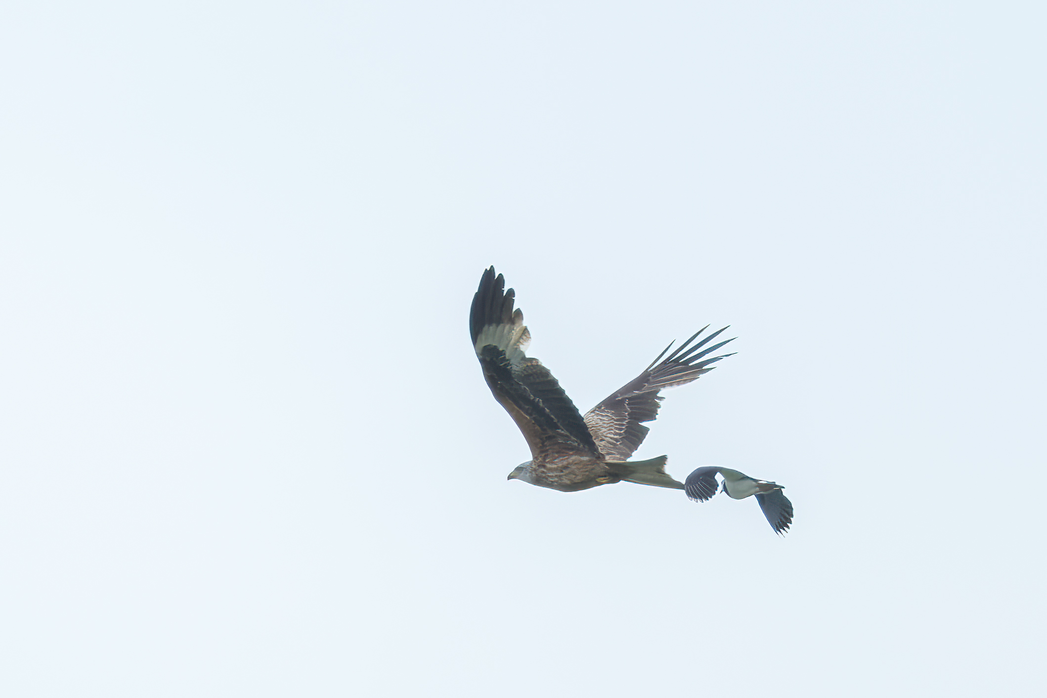 20240504_135317_X-T5_DSCF2512-Verbessert-RR-Bearbeitet_birdnet_forum.jpg