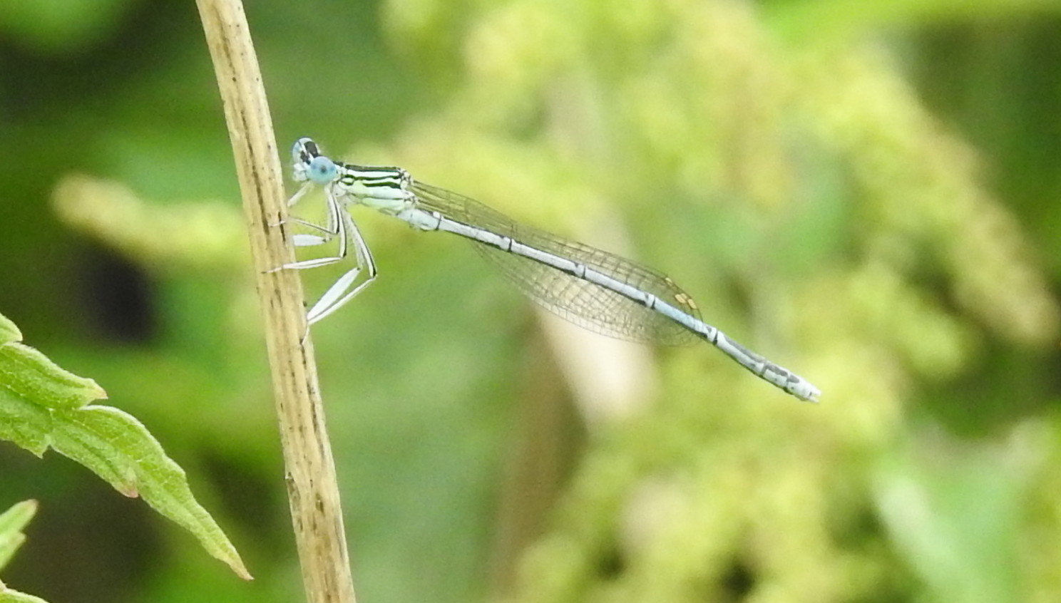 blaue-federlib--21.07 039.jpg