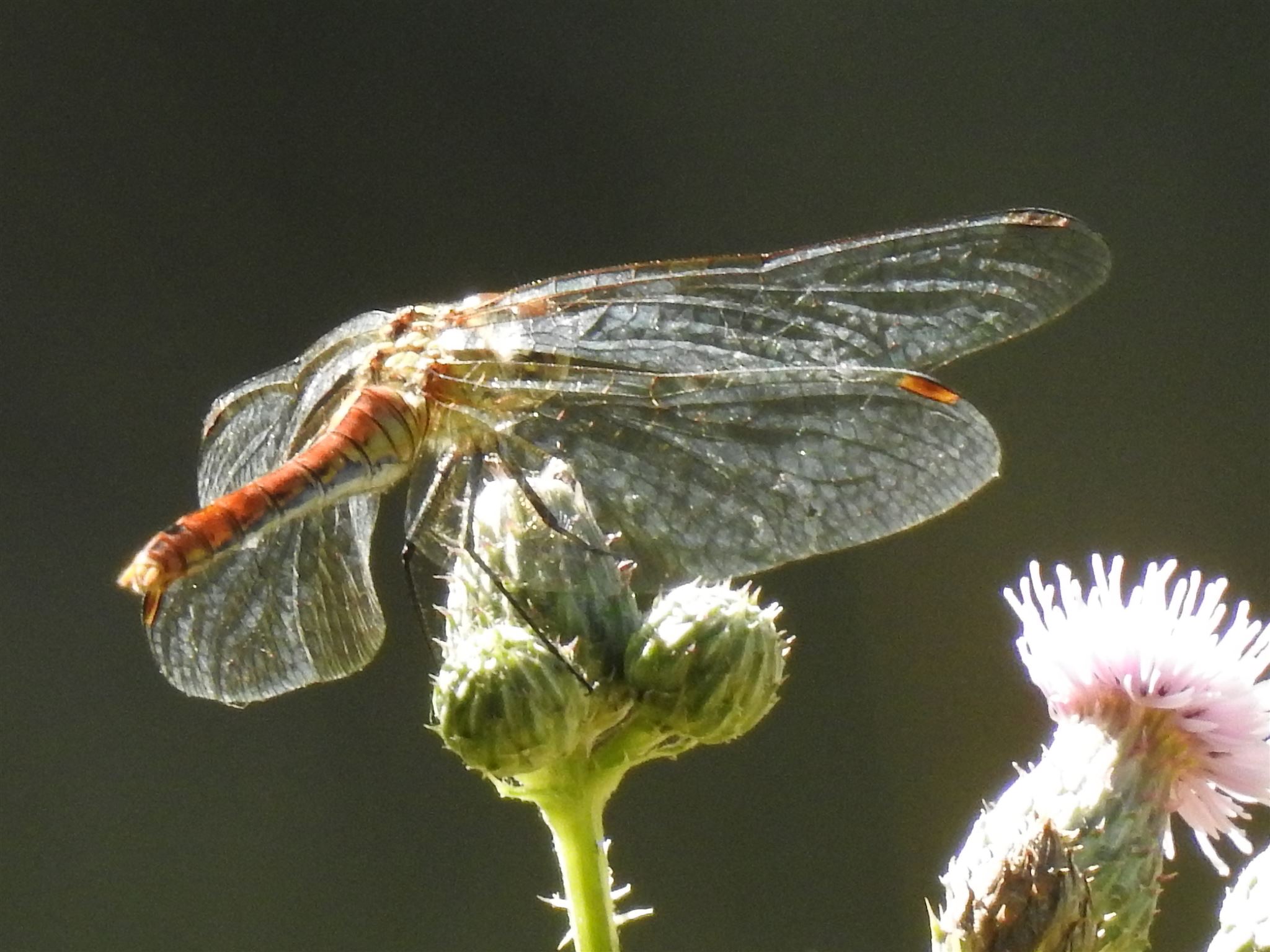 weilerbacht.27.07 029-2_1.jpg