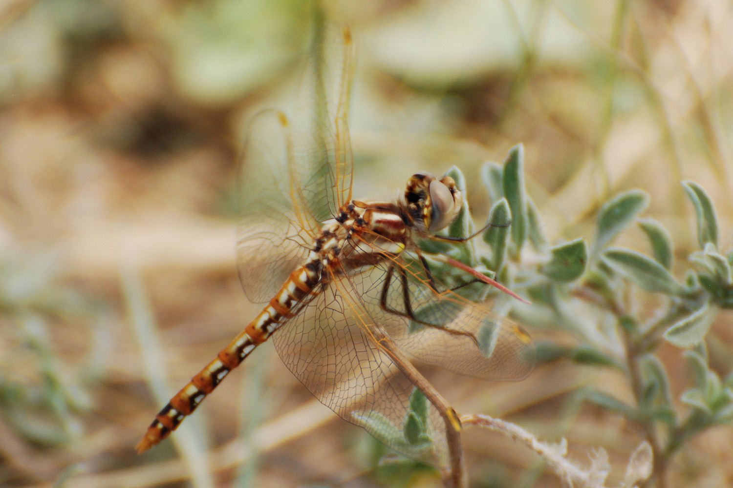 Libelle_7194.jpg