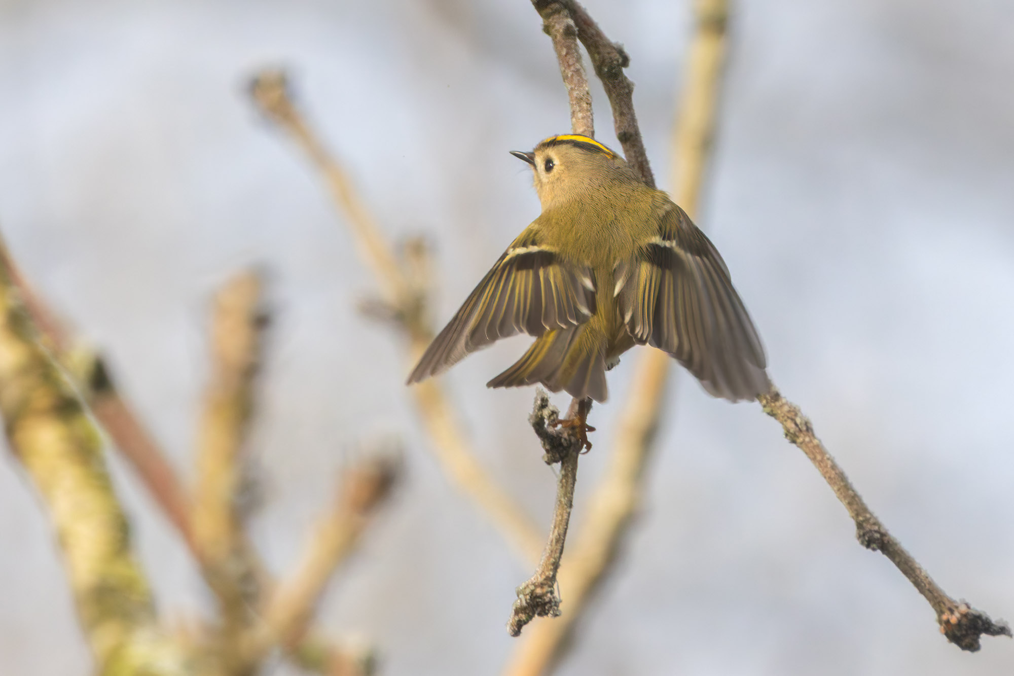 IMG_6638.jpg