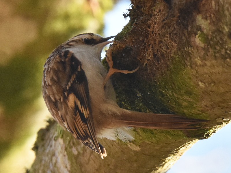 Waldbaumlaeufer_7199.jpg