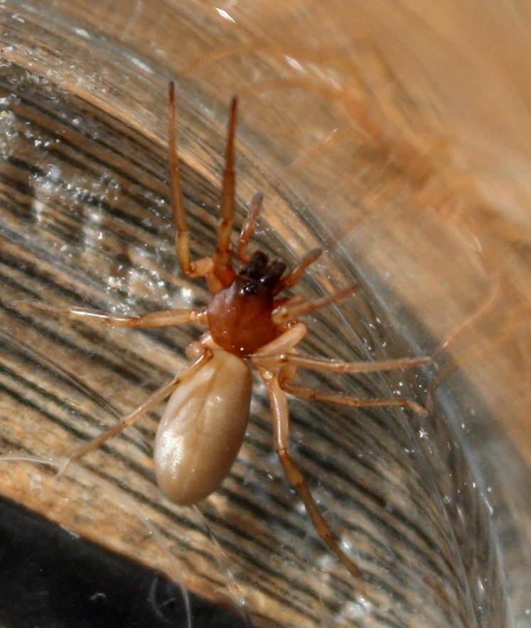 spinne2.jpg