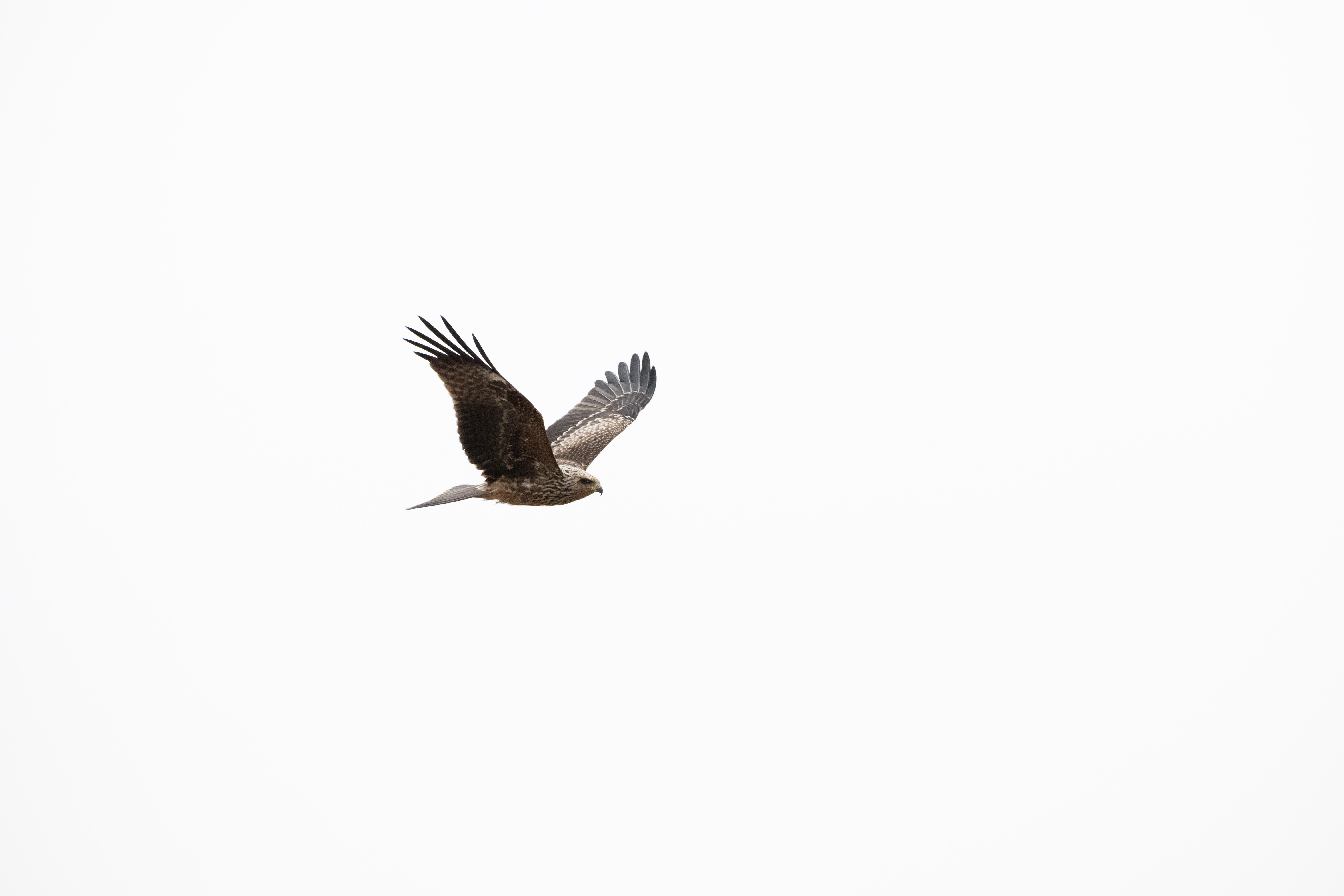 DSC_5473.jpeg