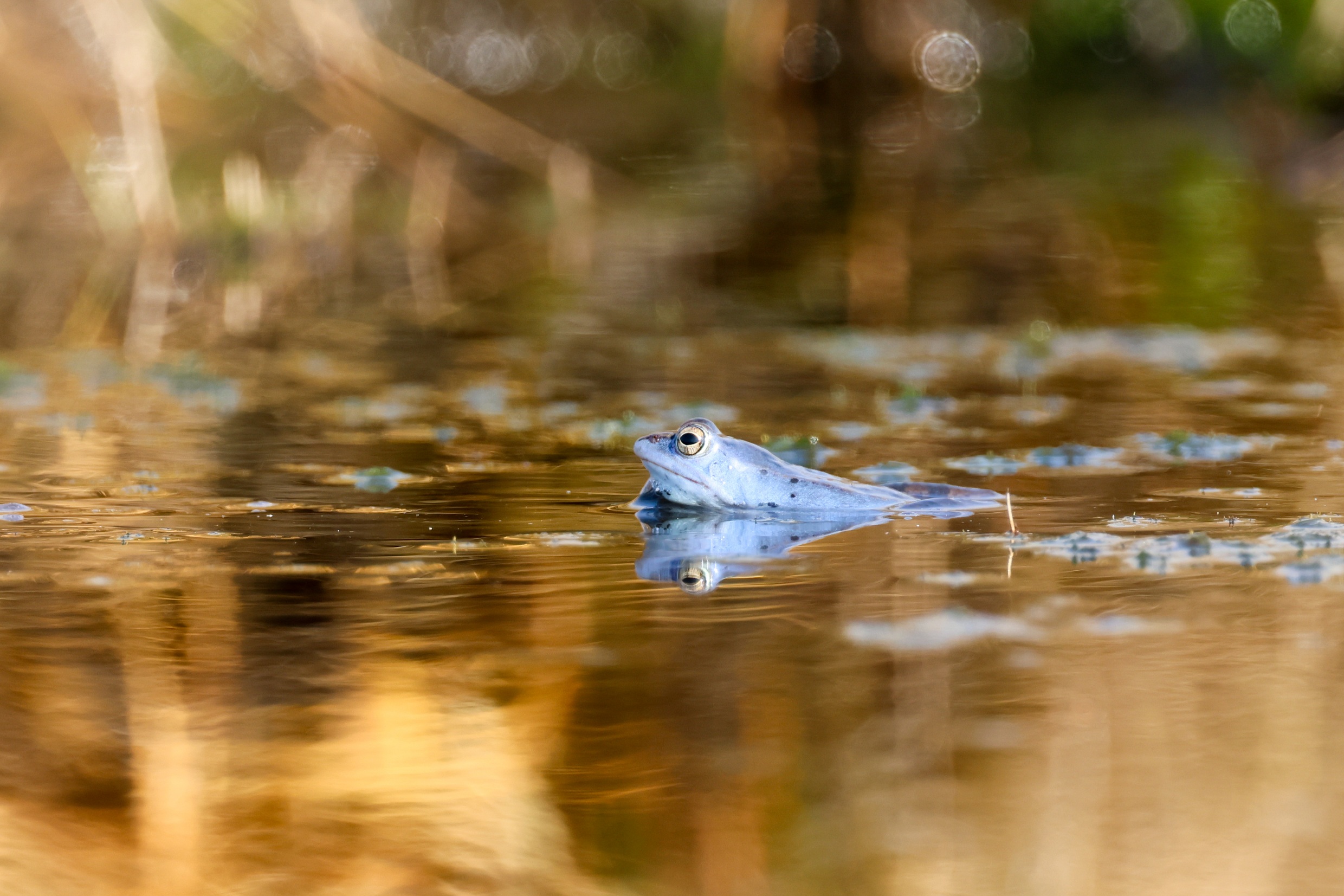 Moorfrosch03.jpg
