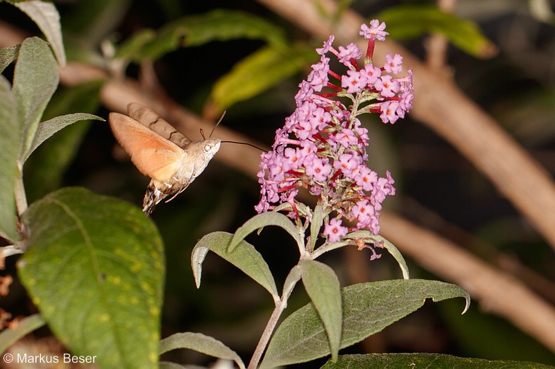 800_Macroglossum stellatarum, Taubenschwänzchen_80D_2018_09_11_215.jpg