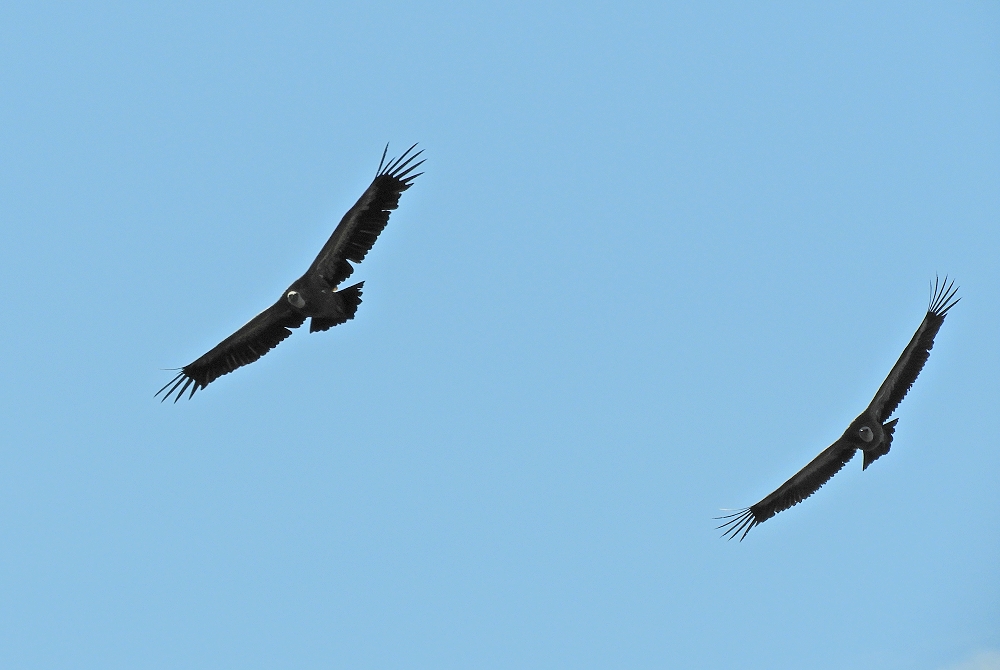 gänsegeier8710.jpg