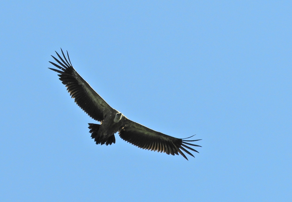 gänsegeier8778.jpg
