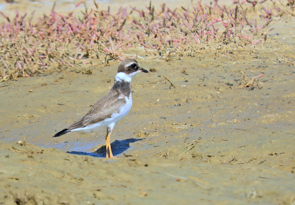 sandregenpfeifer9250.jpg