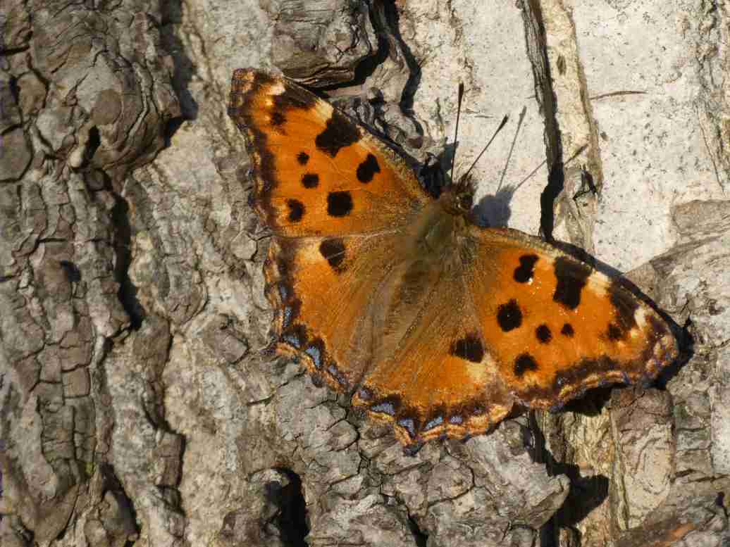 großer Fuchs.jpg