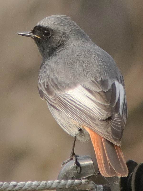 IMG_5266_crop.JPG