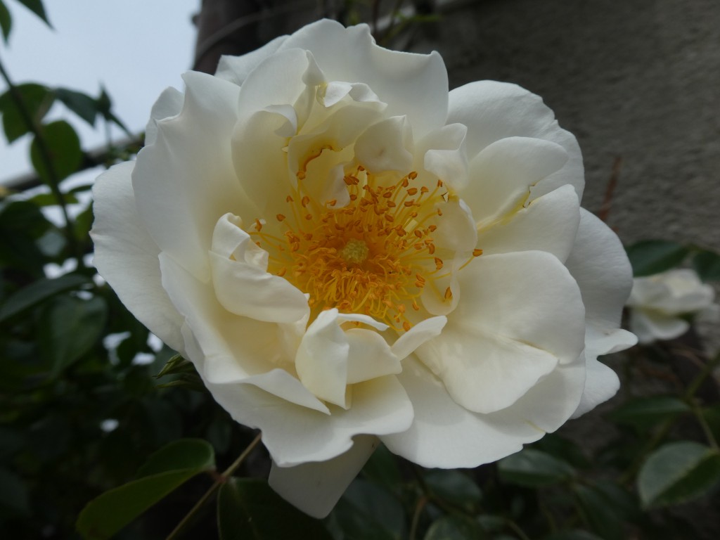 Rose.jpg