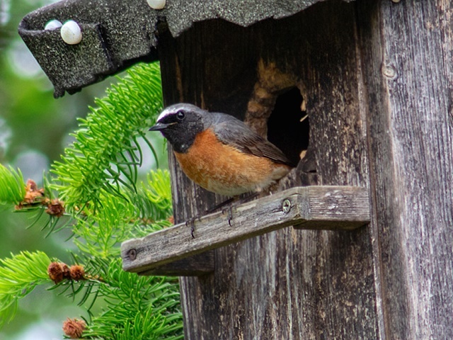 Gartenrotschwanz.jpg