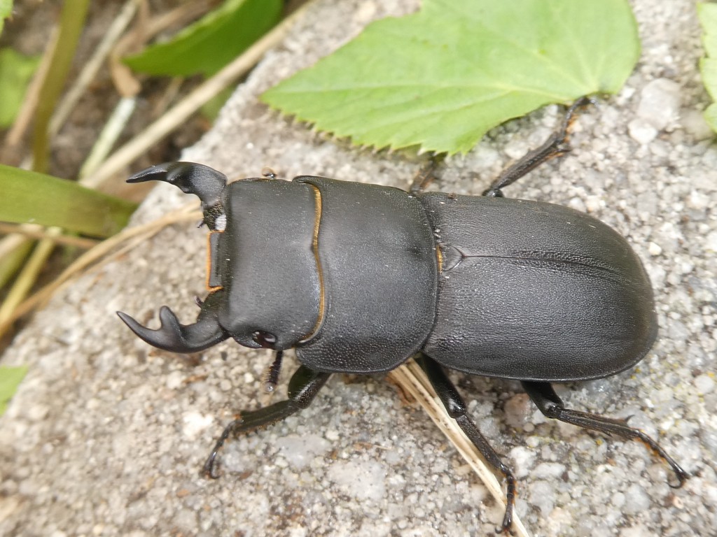Käfer.jpg