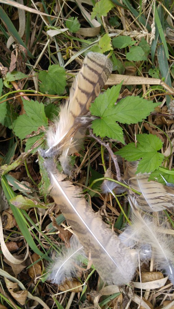 20190920_171204_Rupfung-4.jpg
