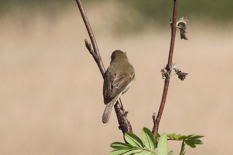DSCN8898a.jpg