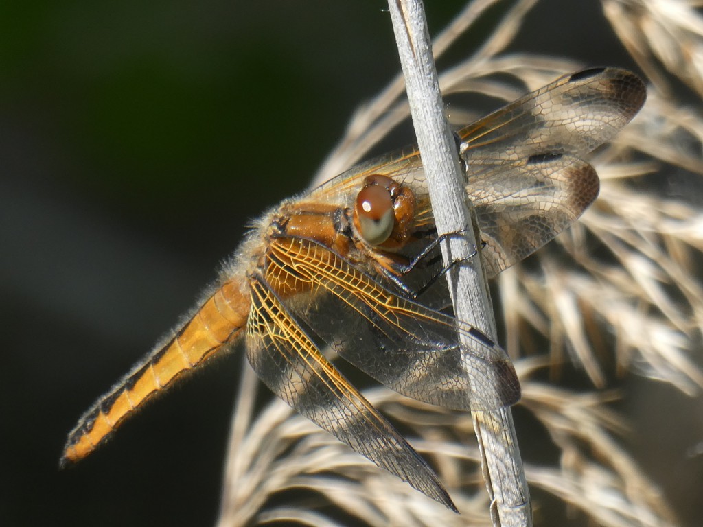Libelle2.JPG