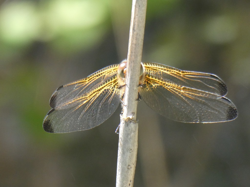 Libelle1.JPG
