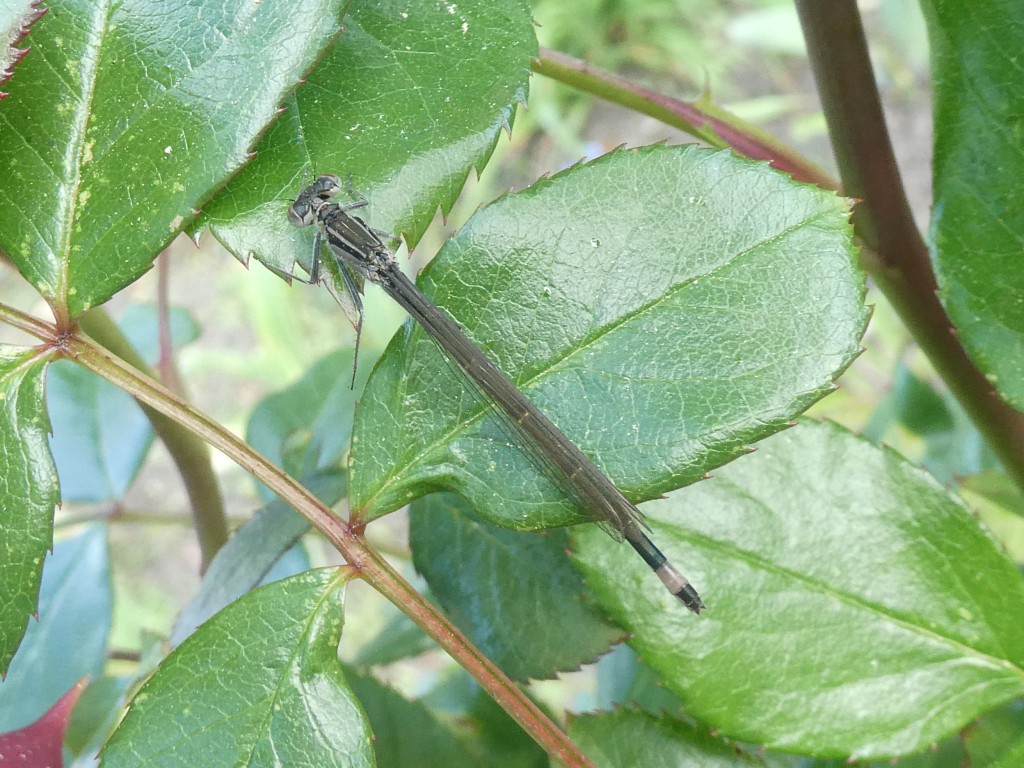 Libelle3.JPG