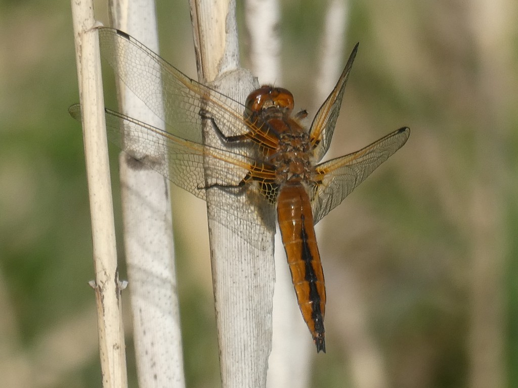 Libelle1.JPG