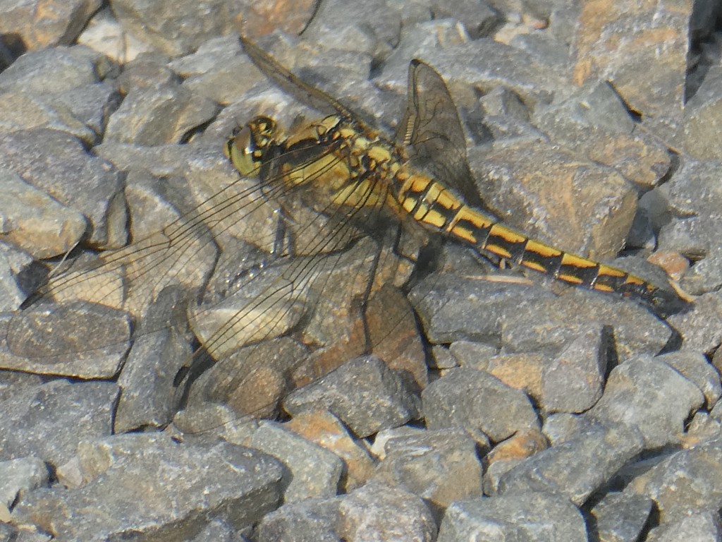 Libelle2.JPG