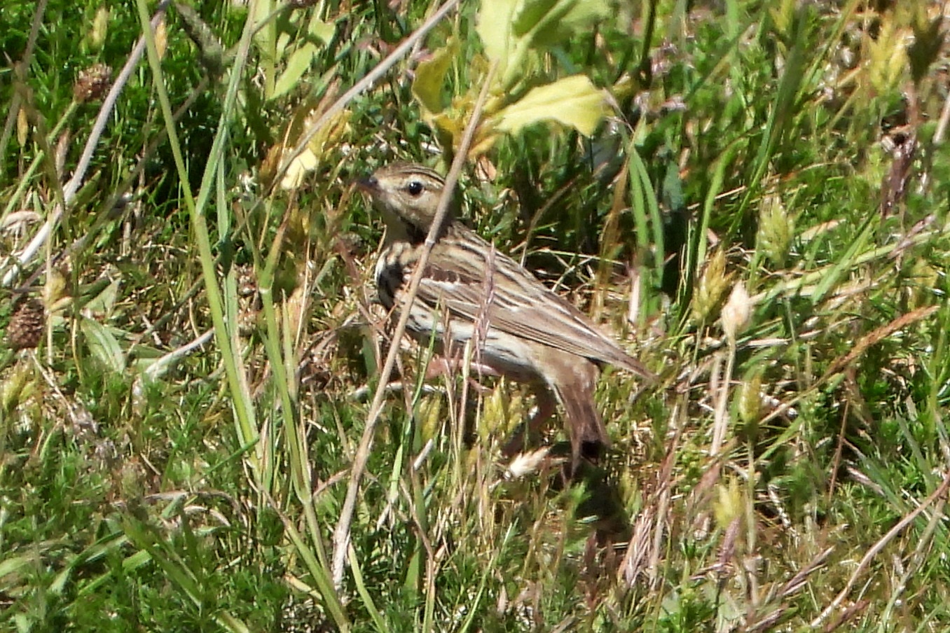 DSCN6656a.jpg