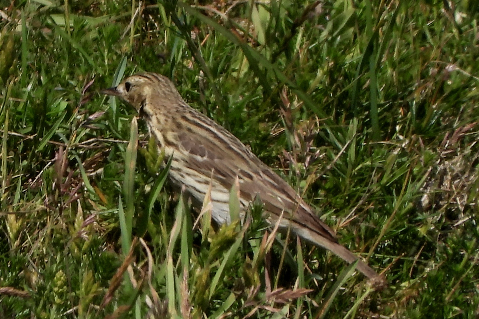 DSCN6659a.jpg