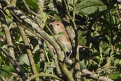 DSCN5468b1.jpg