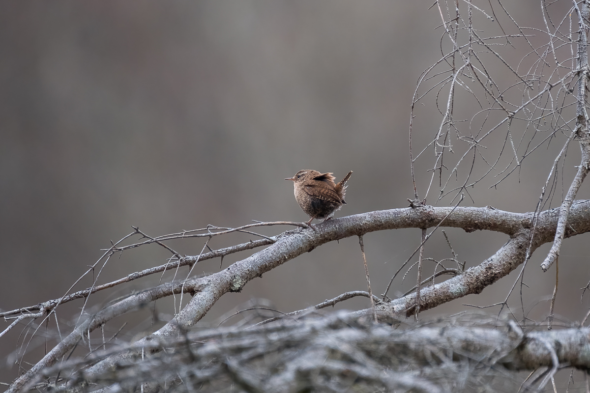 Vögel_Georgenstein-4854-1.jpg