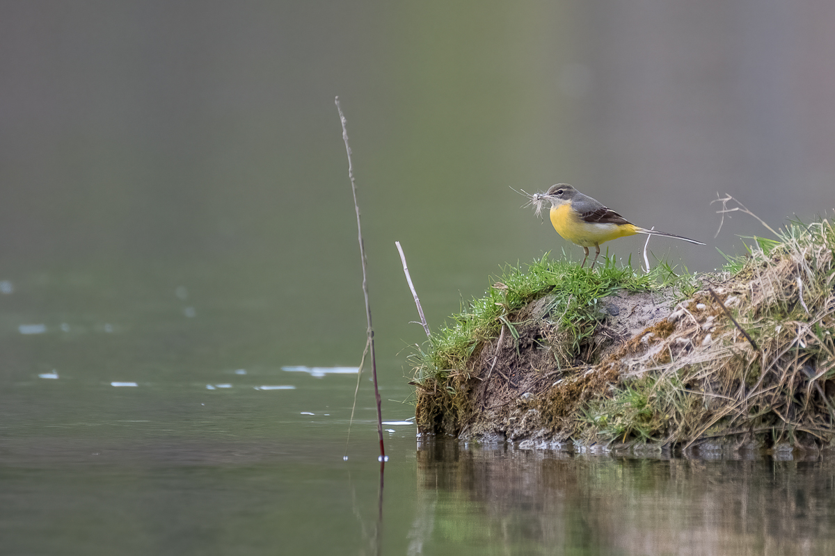 Vögel_Georgenstein-4892-1.jpg
