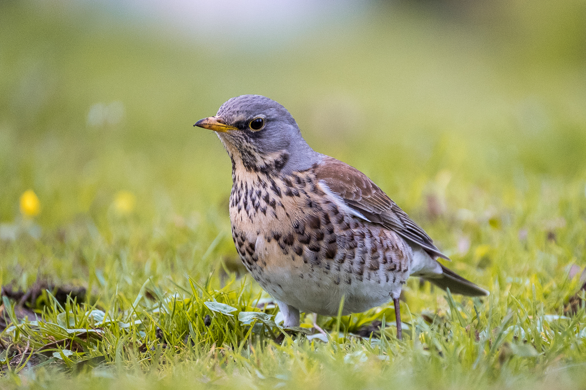 Vögel_Ostfriedhof-5157-1.jpg