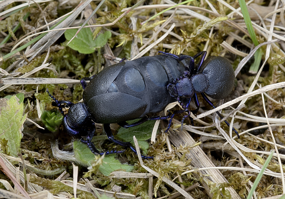 Schwarzblauer Ölkäfer.jpg