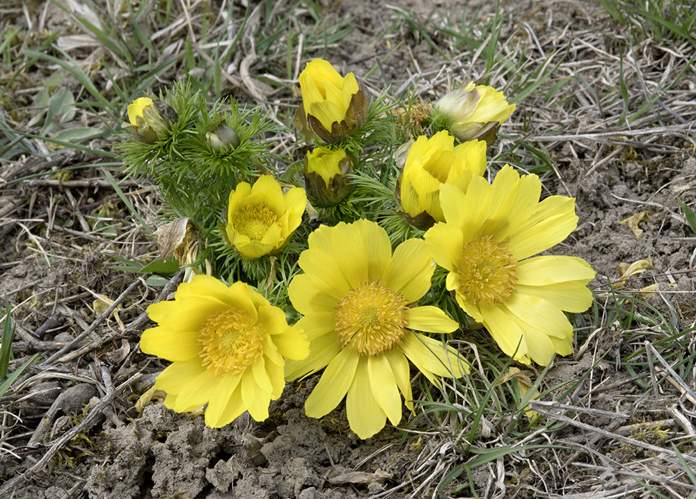 Frühlings-Adonisröschen.jpg
