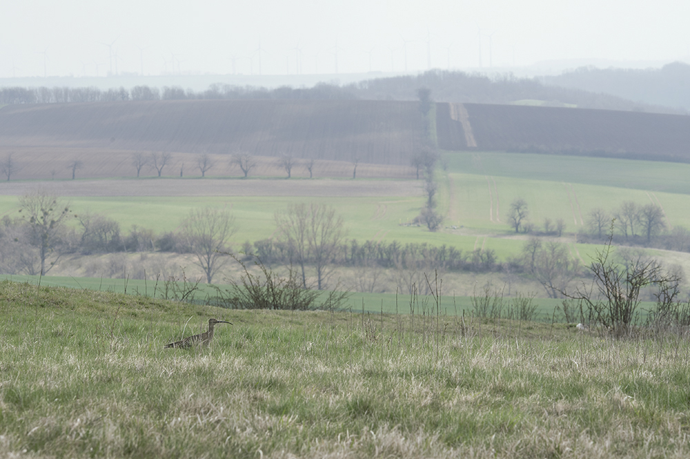 Regenbrachvogel -A.jpg