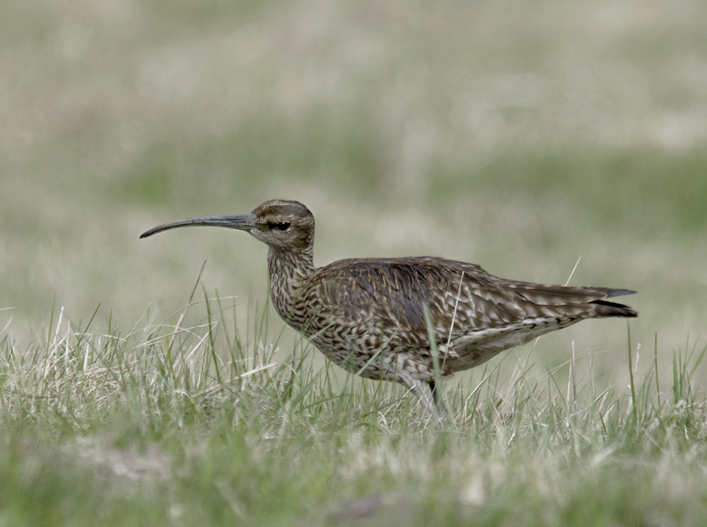 Regenbrachvogel -C.jpg
