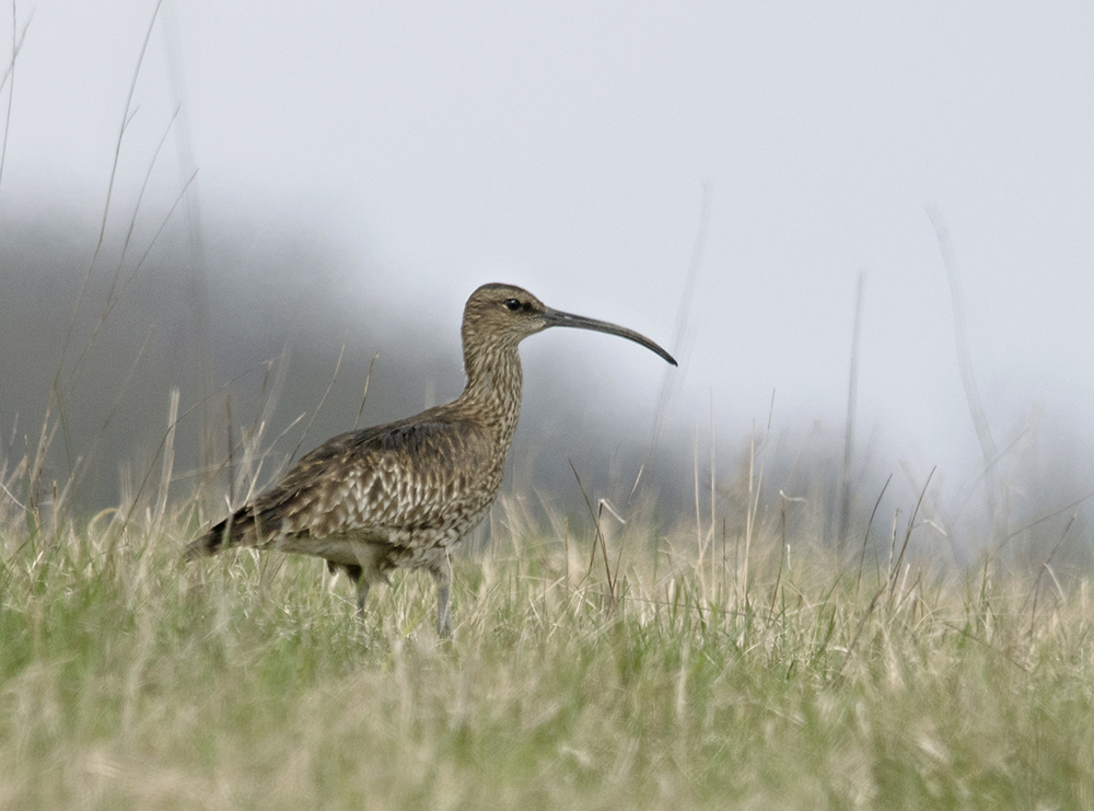 Regenbrachvogel -F.jpg