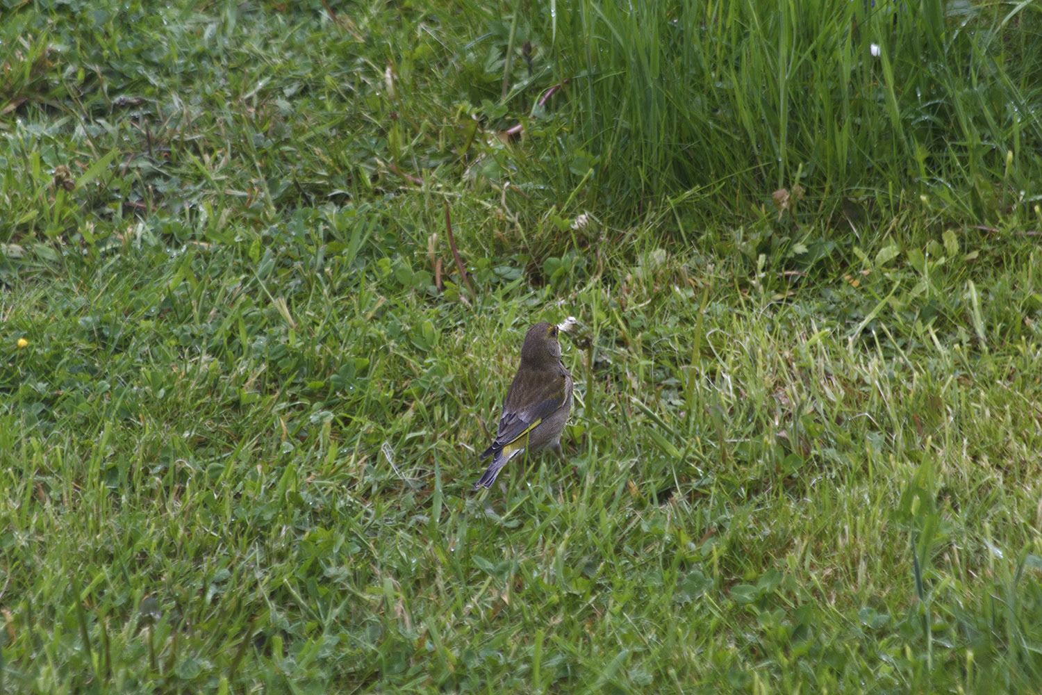 IMG_8253.jpg