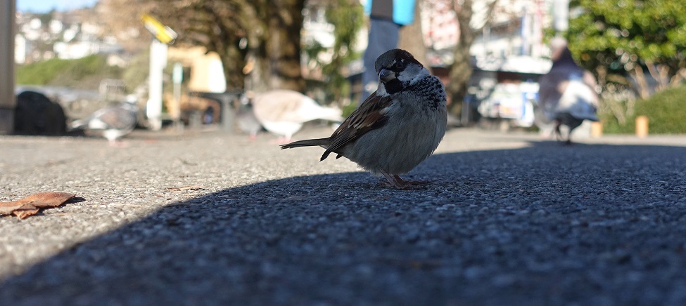 Spatz3 - Kopie.jpg